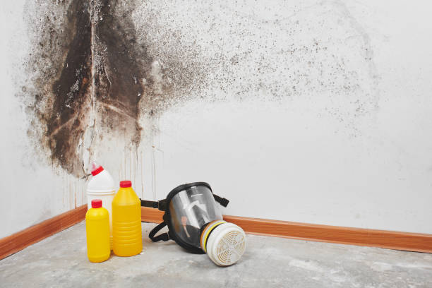 Best Residential Mold Removal  in Robertsville, NJ