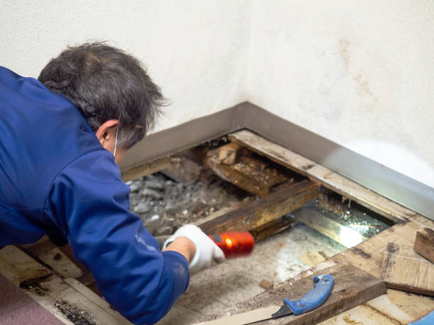 Best Attic Mold Removal  in Robertsville, NJ