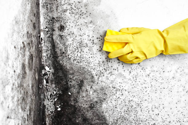 Best Water Damage Restoration  in Robertsville, NJ