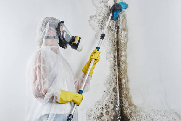 Best Mold Remediation Experts  in Robertsville, NJ