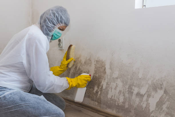 Best Home Mold Removal  in Robertsville, NJ
