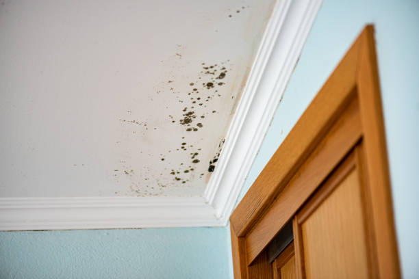 Certified Mold Removal in Robertsville, NJ