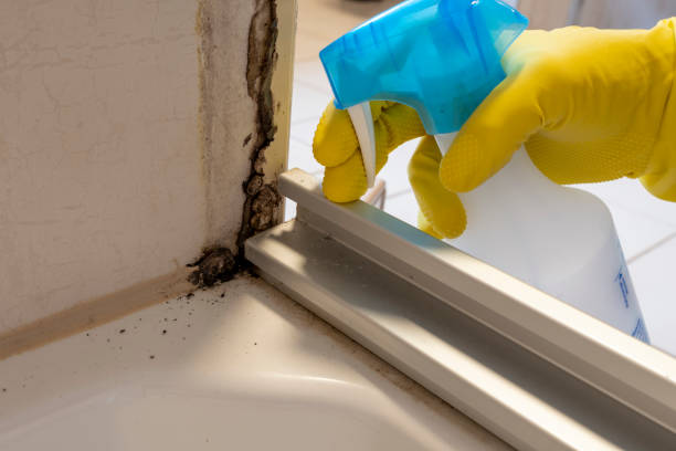 Trusted Robertsville, NJ Mold Removal Experts