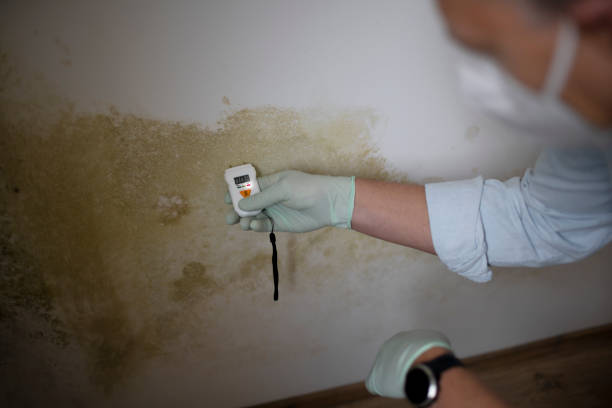 Best Professional Mold Removal  in Robertsville, NJ