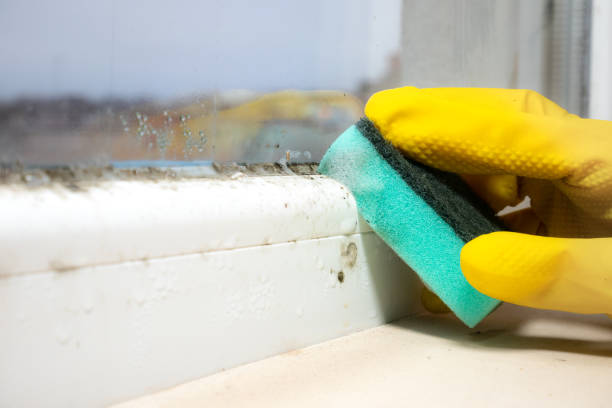 Best Commercial Mold Removal  in Robertsville, NJ
