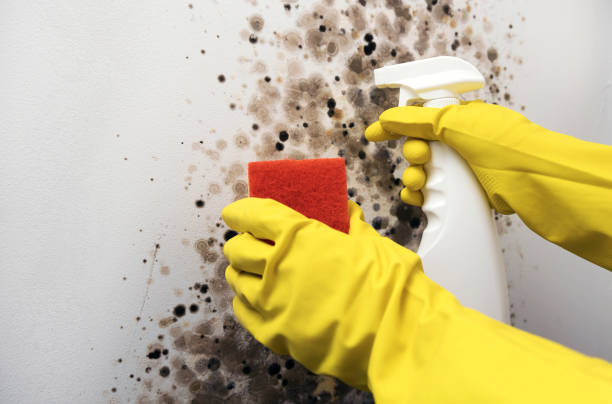 Best Mold Cleaning Services  in Robertsville, NJ