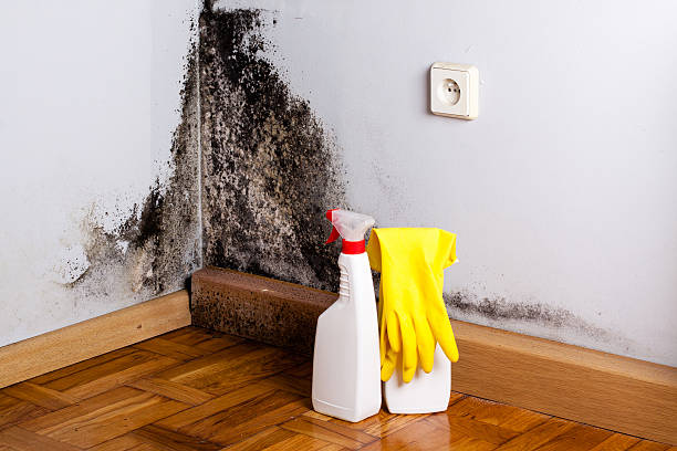 Best Mold Removal Company Near Me  in Robertsville, NJ
