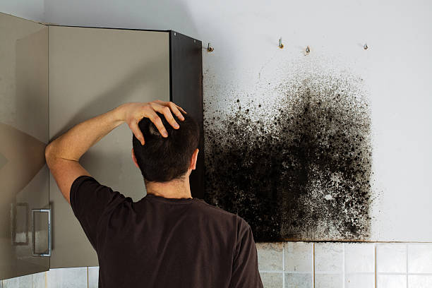 Best Mold Remediation Experts  in Robertsville, NJ