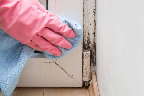 Best Mold Removal Company Near Me  in Robertsville, NJ